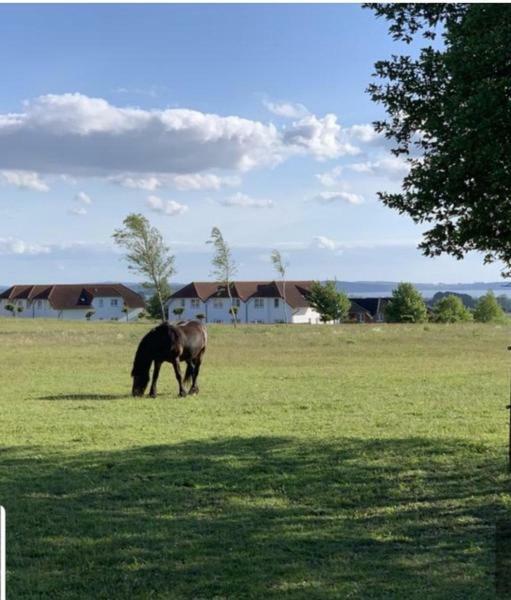 Ferienapartment Wiese & Meer Auf Ruegen Neddesitz Kültér fotó